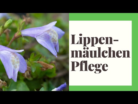 Caring for lipped snails: How to make this ground cover a real eye-catcher! 🌸