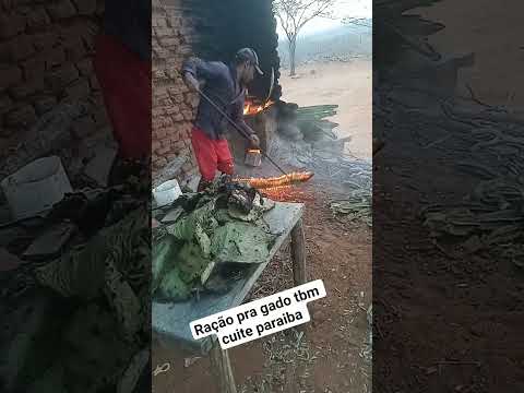 ração pra o gado tbm cuite paraiba.aqui no nodeste a seca é grande cardeiro, sodoro, palma tora .