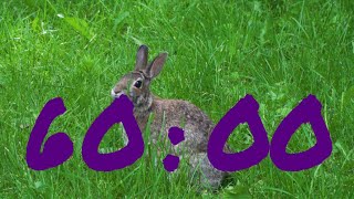 1-Hour Easter Countdown Timer with Cute Bunny and Festive Music