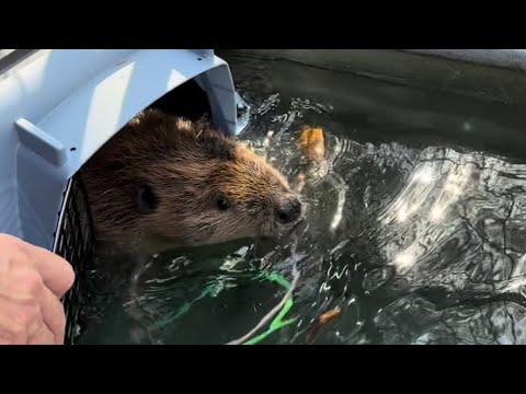 Welcome home! Two scared yearling beavers join the Something Wild family. 