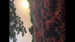 Jesús no rompe la caña cascada❗️ Sabes que significa? ⭐️Vive tu Fe Católica 🙏