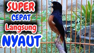 Download lagu SUPER GACOR MURAI BATU GACOR PAGI-SIANG-MALAM AMPUH BUAT PANCINGAN MURAI BATU AGAR CE;PAT BUNYI mp3