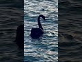 The sound of Australian Black Swan