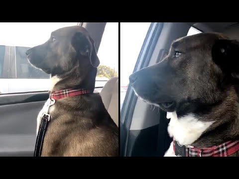 Dogs reaction when they realize they're going to the vet