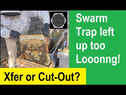 What Happens When You Leave the Swarm Trap for Too Long