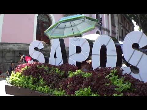 Melida 167: Pet Friendly Café and Mercados in Puebla Mexico