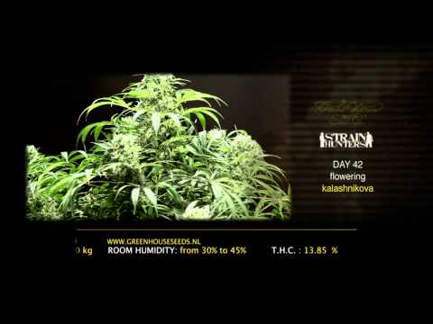 Kalashnikova - Green House Grow Sessions