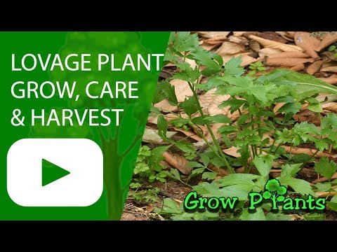 Lovage - growing, care and harvest ( Levisticum officinale )