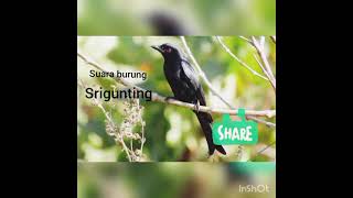 Download lagu suara pikat burung srigunting mp3