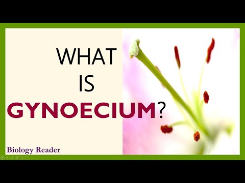What is Gynoecium? Definition, Types, Video, Structure & Classification - Biology Reader