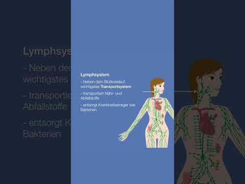 #shorts Blood formation: The lymphatic branch