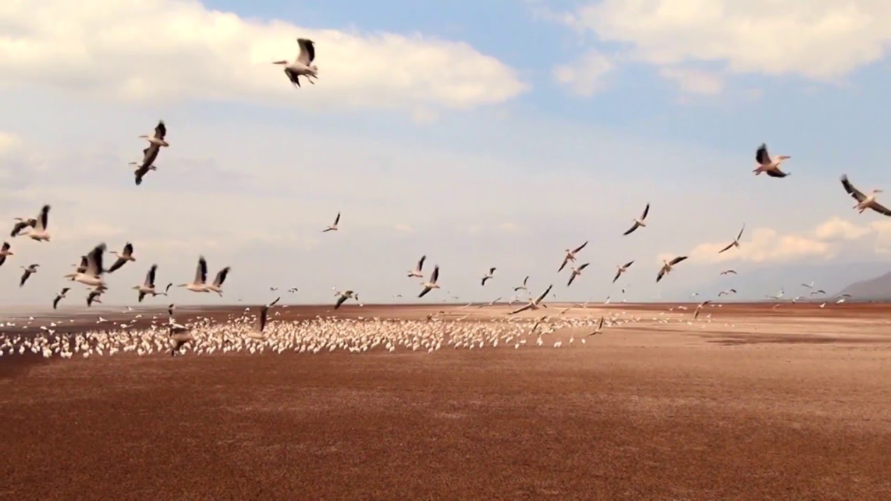 Tansania: Lake Manjara (1:10)
