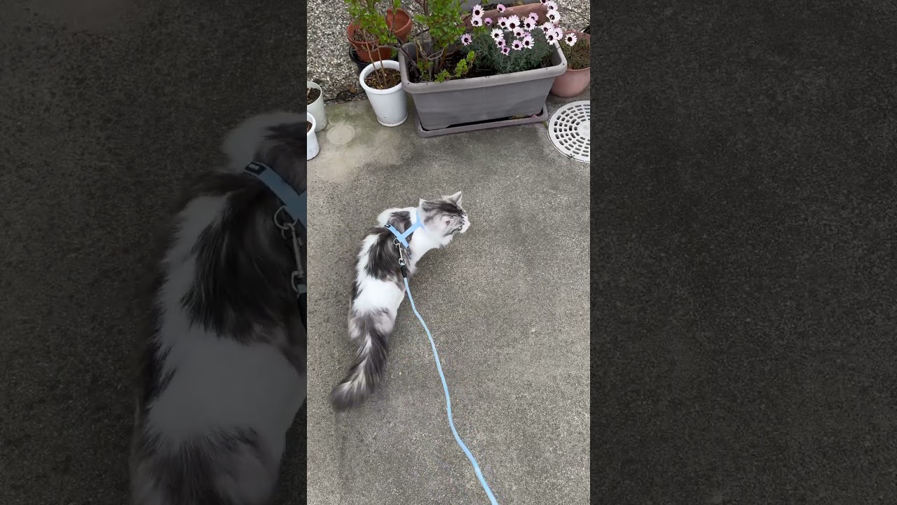 くーちゃんが外出せ！とうるさいので。   #ねこのいる暮らし  #ねこ動画  #ねこのいる生活