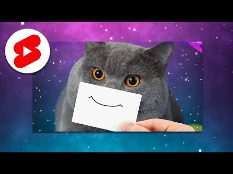 Why Do Cat's Purr? (The Answer May Surprise You!) | Ask A Vet