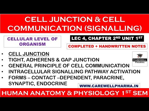Cell Junction || Cell Communication || L4 Ch2 Unit 1 || hap 1st semester b pharmacy || Carewell P.