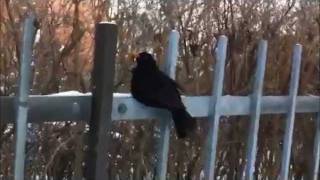 Finns det en så finns det flera