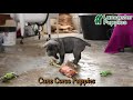 Cane Corso dogs for sale: Rocky - Video 1