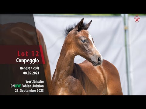 ONLIVE Fohlen-Auktion Lot 12 Conpeggio Hengst v. Cornet Obolensky - Arpeggio