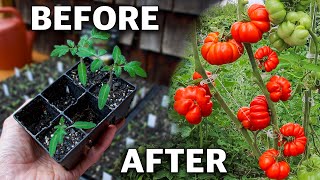 How to Grow Tomatoes, Complete Growing Guide