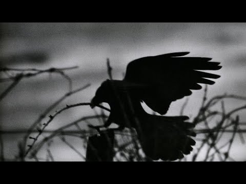 Masahisa Fukase - The solitude of Ravens - Photography