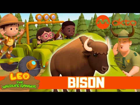 JUNIOR RANGERS RESCUE BABY BISON 🦓🚨🌿| Leo the Wildlife Ranger Spinoff S6E16 | @mediacorpokto