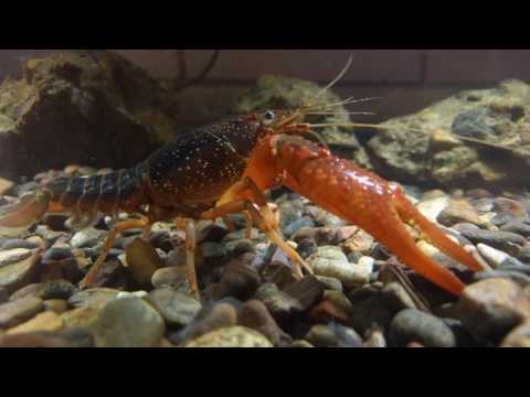 Crayfish - Big Male & Bouncing Babies!