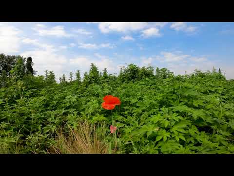 4K Poppy Meadow & Birdsong - Relaxing Nature Sounds & Video - UHD - Meditation/ Sleep/ Study/ Yoga