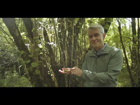 Ireland’s Native Trees - EPISODE 7 HAZEL