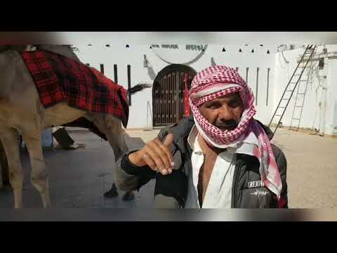 Day 328 Two camels and a Bedouin story