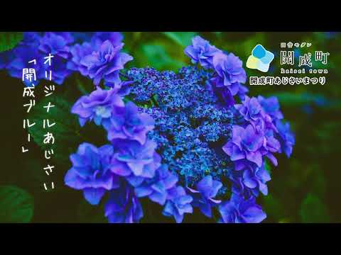 【公式】開成町あじさいまつり