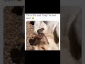 the bird is so brave😅😅 #shorts #animals #funnyvideo
