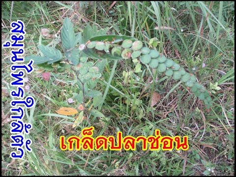 จะทำหน้าที่เป็นแรงรากสีแดง แรงเมื่อสูบบุหรี่