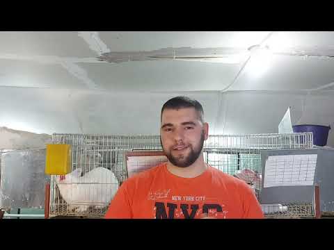 ŠUGA UŠIJU KOD KUNIĆA  & ZBOG ČEGA KUNIĆU SLINA NOS