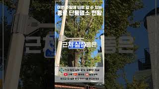 서울 도심 한복판 단풍 명소 11월 실시간 현황 솔직 리뷰! 이번 주말 미리 알아보시고 놀러가세요! [한국철도일보] #가을데이트 #seoulautumn #seoulpalace