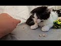 Tuxedo Kitten With A Pink Nose