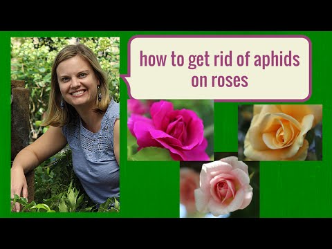 バラについたアブラムシの駆除方法