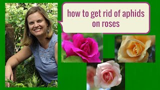 How to get rid of aphids on roses