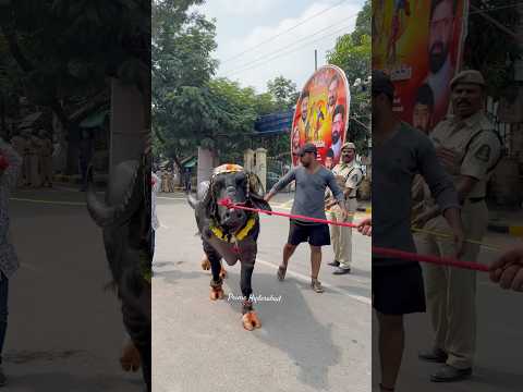 Bull Entry at Sadar festival | Sadar 2025 | Yadav Sadar festival in Hyderabad | Buffalo festival