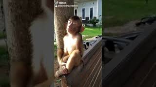 Download lagu Lagi VIRAAAL !!! Monyet With Song 'Ada Rindu Untukmu' mp3 Download lagu Lagi VIRAAAL !!! Monyet With Song 'Ada Rindu Untukmu' mp3