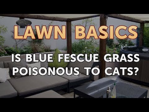 Is Blue Fescue Grass Poisonous to Cats?