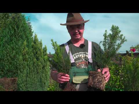 Pflanzanleitung für die "Taxus baccata"