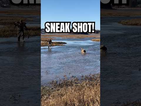 HE SNUCK UP ON THIS BLACK DUCK! | DUCK HUNTING | #duckhunting #hunting #waterfowl #hunter