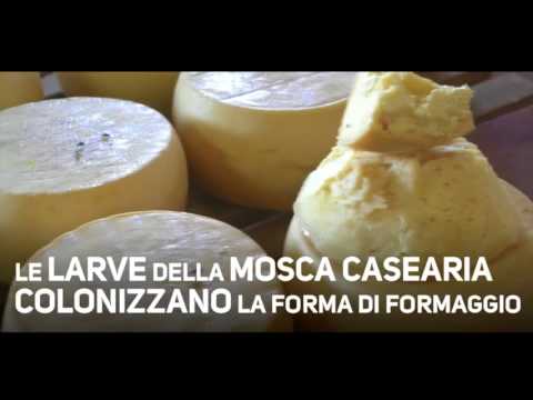 Il casu marzu - formaggi coi vermi sardo - Gino Ladu