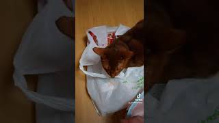 買い物袋漁ってたら怒られた #Shorts #猫 #アビシニアン