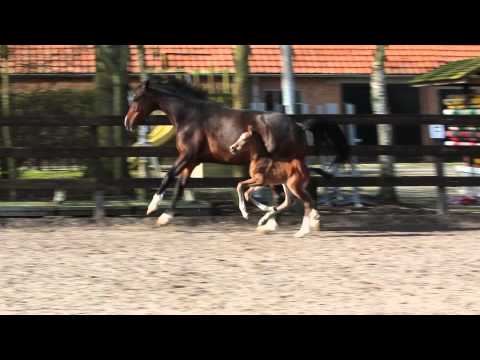 F-ONE USA hengstveulen