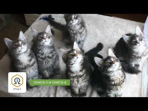 Миниатюра изображения товара Сухой корм для кошек Alleva Эквилибриум с курицей для котят / P61014 (1.5кг)