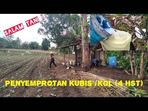 , title : 'Kubis (5) Penyemprotan Kubis/Kol 4 HST'