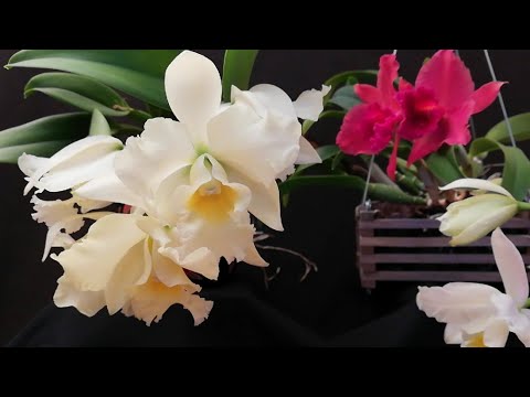 , title : '¿Cómo cultivar una Orquídea Cattleya dentro de casa?'