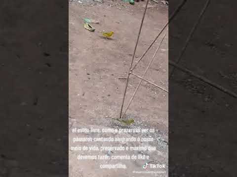 #anapolisgoias #liberdade #passaros #caminhoparaumavidamelhor