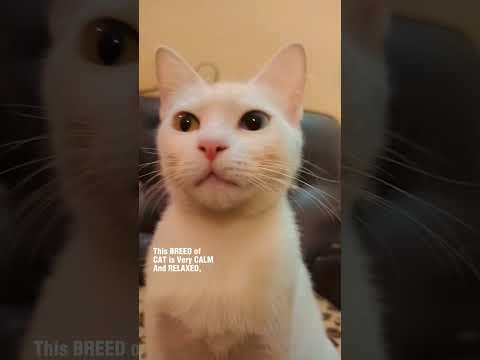 カオマニー猫の気質 🐱 #shorts #cats #pets #cutecats #khaomanee